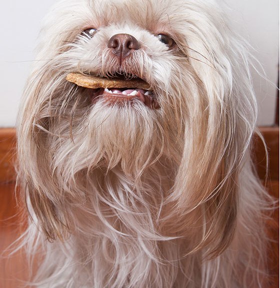 El perro Manolo Escobar, protagonista de la serie 'Todo el mundo lo hace'